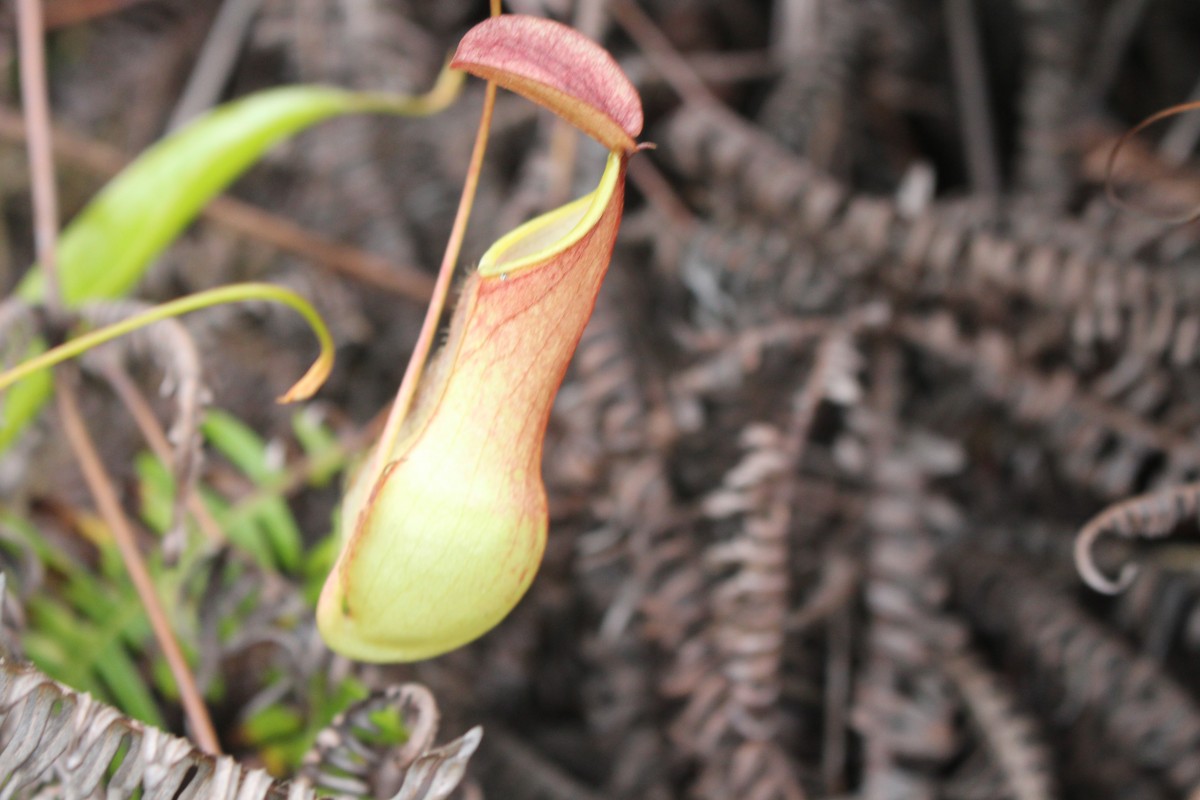 Nepenthes